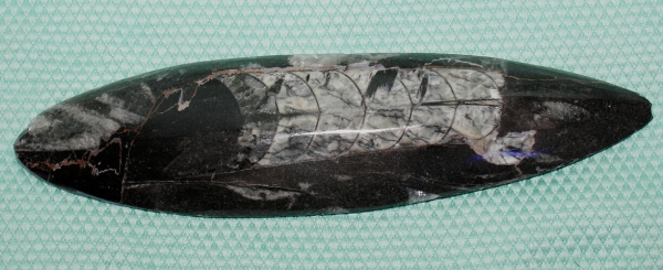 Orthoceras
